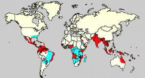 Zika vīruss: kas tas ir un vai nav jāuztraucas