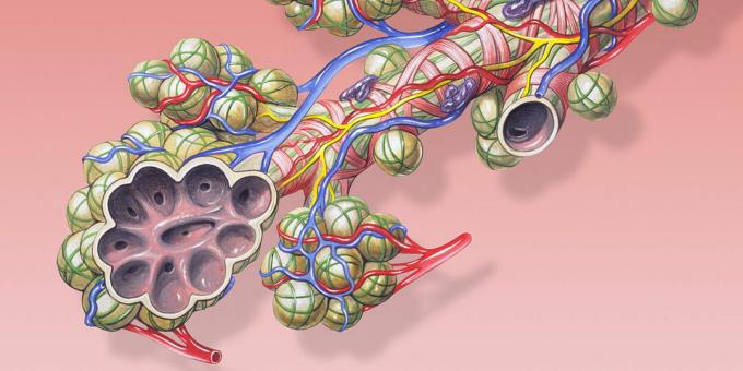 Fakti par cilvēka ķermeni: alveolu izstiepšana rada milzīgu laukumu