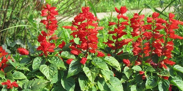 Gadagrāmatas, kas zied visu vasaru: Salvia