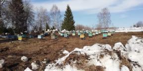 Personīgā pieredze: Es uzsāka ražošanu medus ražošanu ciematā