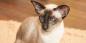 Siāmas kaķis: šķirnes apraksts, raksturs un aprūpe