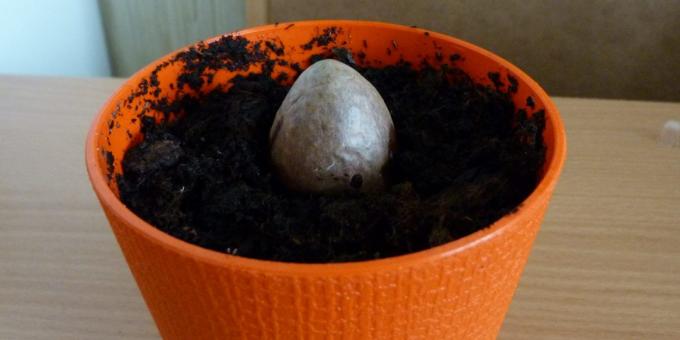 Kā augt avokado no akmens: Akmens katlā