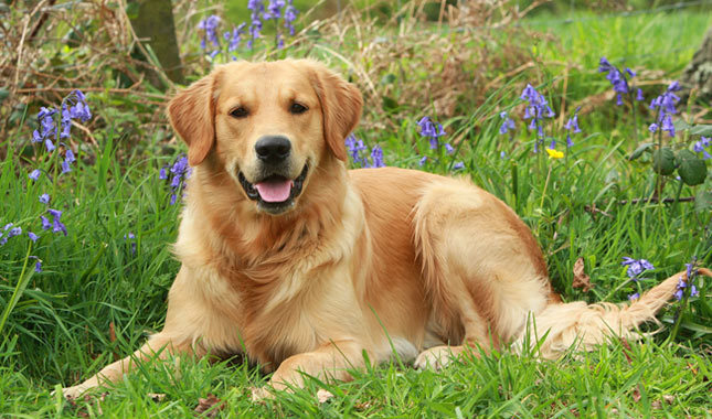 Top 10 visvairāk inteliģentas suņu šķirnēm: Zeltainais retrīvers
