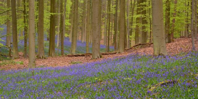 Kurp doties Eiropā: Les Hallerbos, Beļģija