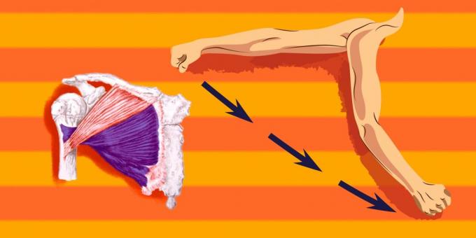 Vingrinājumi krūšu muskuļiem: ielādēt vairāk nekā apakšējā daļā krūšu muskuļa, vai jums ir atvēlēts uz pleca, lai tulkotu uz priekšu un uz leju
