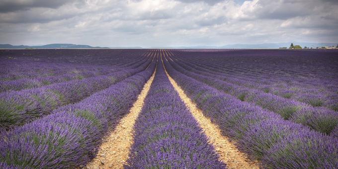 Kurp doties Eiropā: Lavandas lauks, Provence, Francija