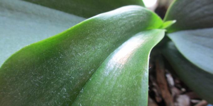 Kā ūdens Orchid: atbrīvoties no putekļiem uz lapām, nodrošināt dušas augu