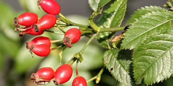 cankerberry