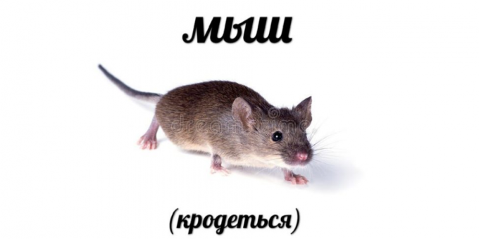 Populārākie meklējumi 2018: Mouse (krodotsya)