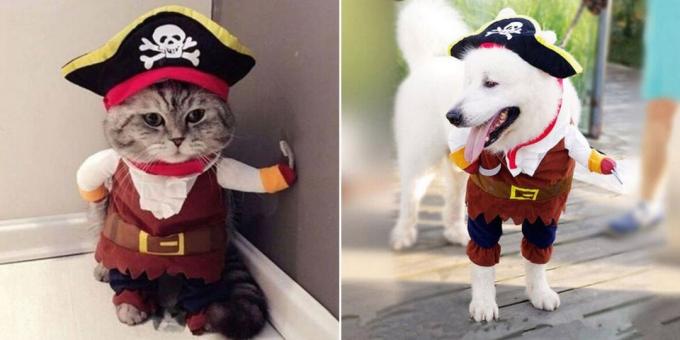 Ziemassvētku tērpi suņiem un kaķiem: pūkains Pirāts