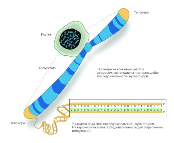 Novecošanās process ir atkarīgs no likmi telomere saīsināšanu