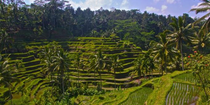 Āzijas teritorijā apzināti piesaista tūristus: rīsu terases Tegallalang, Indonēzija