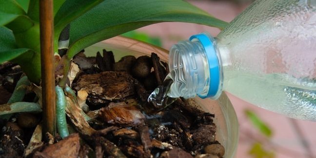 Kā ūdens orhideju: Centieties, lai nokļūtu pašā uzņēmumā, ja ūdeni ielej