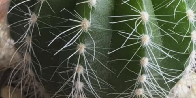 Kā rūpēties par kaktusi: Spider ērce