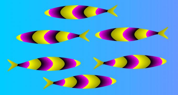 optiskā ilūzija: zivis