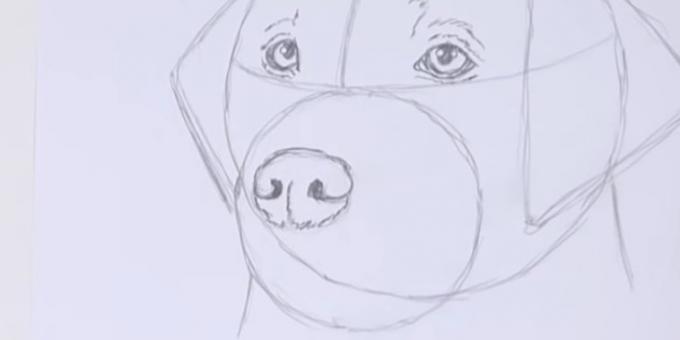 Draw suņa degunu