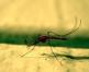 Aizsardzība no "asinssūcēji": mājas aizsardzības moskītiem un citiem parazītiem