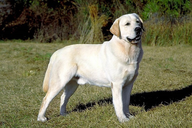 Top 10 visvairāk inteliģentas suņu šķirnēm: Labradors