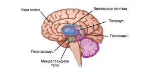 Par baiļu mehānisms: kā atradināt smadzenes jābaidās