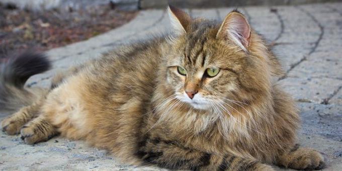 Lielas kaķu šķirnes: Sibīrijas