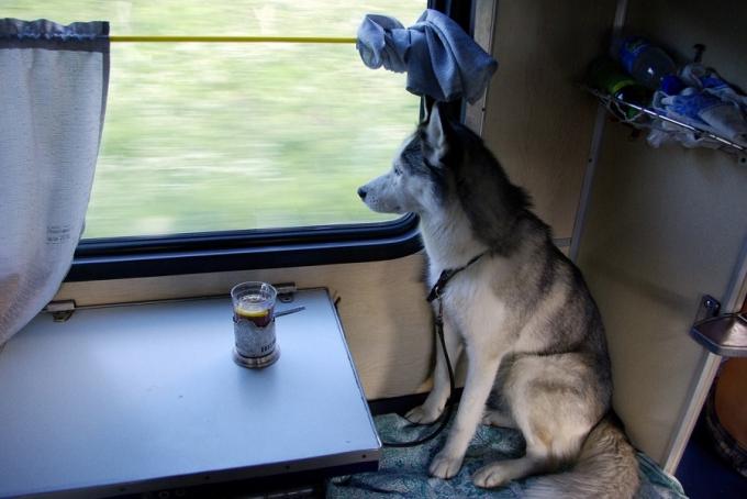 Dzīvnieku pārvadāšana ar vilcienu