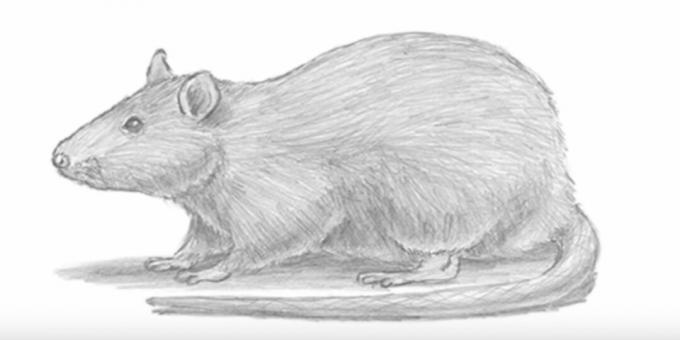 Kā uzzīmēt reālistisku peli vai žurku