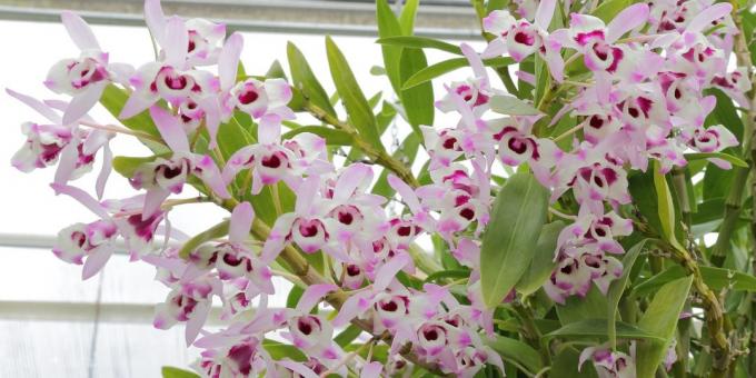 Kā rūpēties par orhideju Dendrobium