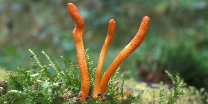 Populāras adaptogens: Cordyceps