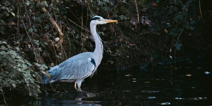 Savvaļas dzīvnieku izdzīvošana: neejiet putni, lai atrastu ūdeni