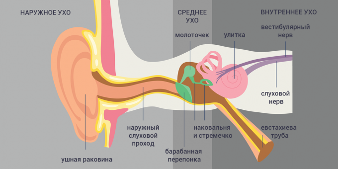 Tubo-otitis: auss struktūra 