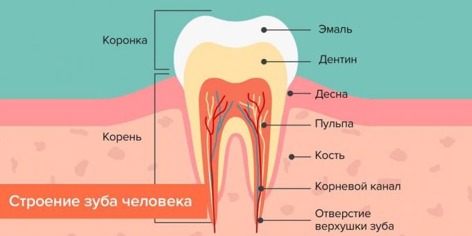 Kur kariesa: struktūra cilvēka zobu