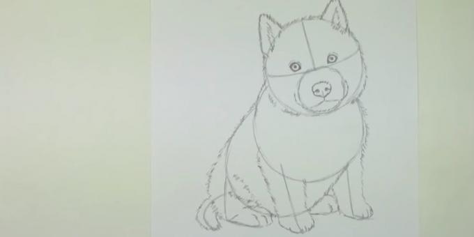 Zīmēt suns shorstku