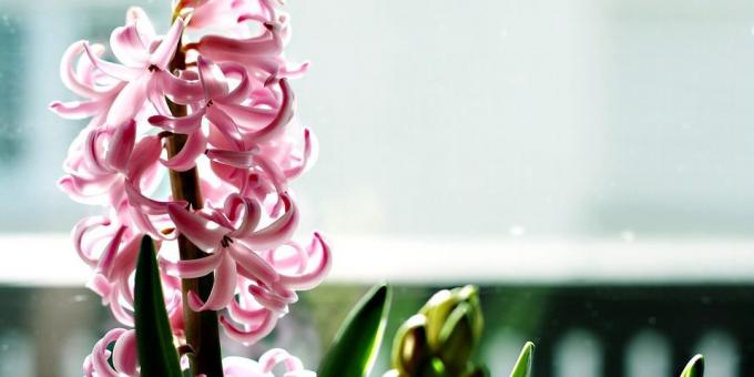 Tiem, kuri vēlas augt hiacintes rūpēties par viņu - dedzināšana temats ir svarīgs, un to, kā rūpēties par hiacintes ziedēšanas laikā