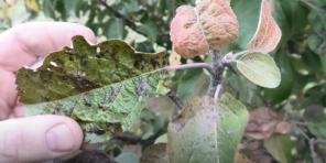 Kā apstrādāt ābeles, bumbierus un citus augus no kraupja