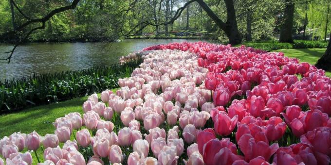 Kurp doties Eiropā: Garden Keukenhof, Nīderlande