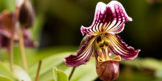 Kā rūpēties par orhideju Pafiopedilum