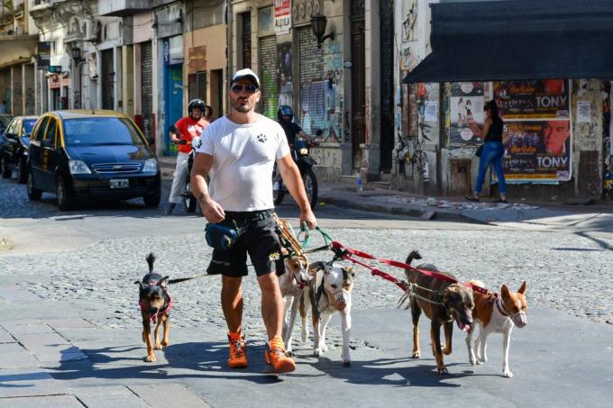 apmeklējiet Argentīna: Suņi