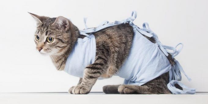 Sterilizāciju kaķi: sega