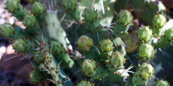 Kā rūpēties par kaktuss: Kaktusu pumpurus izraidīti