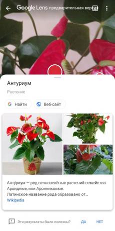 Identificēt veidus telpaugi ar Google Lens