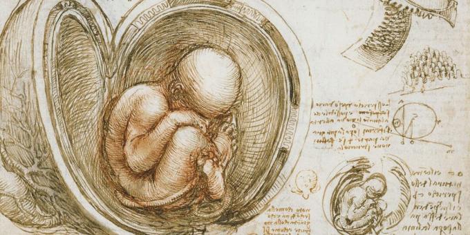 Auglis dzemdē, zīmējis Leonardo da Vinči