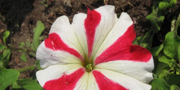 Nepretenciozs ziedi puķu dobes: Petunia grandiflora