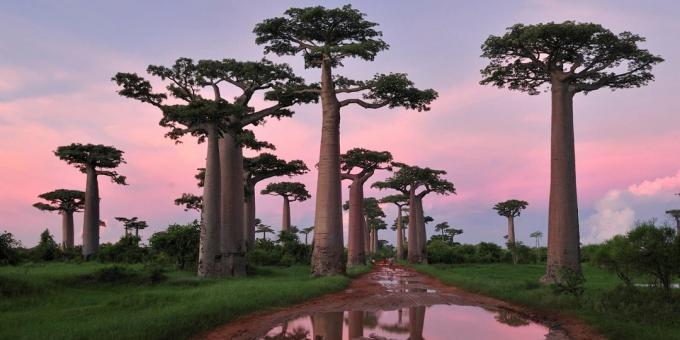 Madagaskaras meži