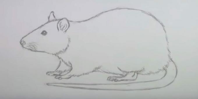 Kā uzzīmēt peli: izdzēsiet skices