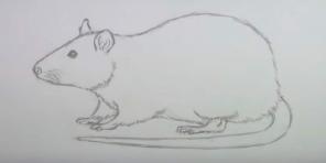 15 veidi, kā uzzīmēt peli vai žurku