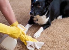 Kā tīrīt paklāju: vispārējo noteikumu, traipi un tīrīšanas līdzekļi