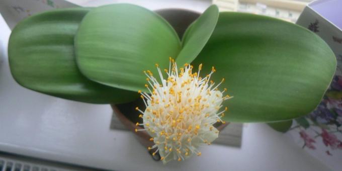 Telpu sīpolu puķes: haemanthus