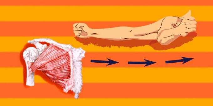 Vingrinājumi krūšu muskuļiem: krūškurvis kļūt par atvieglojumu, ir nepieciešams, lai sūknis lielus krūšu muskuļus