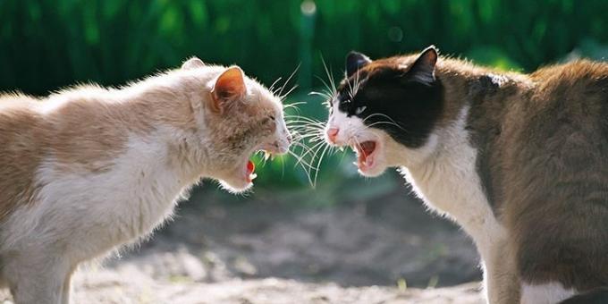 Bieži kaķi agresija izraisa hormoni