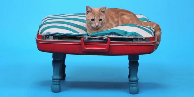 Kā no čemodāna izgatavot paštaisītu kaķu gultu